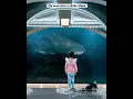 Download Lagu ELA ENCONTROU O TUBARÃO BABY SHARK #shorts #memes