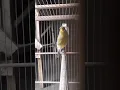 kenari isian burung gereja di awal bunyi cocok untuk masteran atau pancingan burung malas bunyi