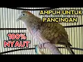 Download Lagu PERKUTUT BANGKOK GACOR SUARA JOS UNTUK PANCINGAN PERKUTUT BANGKOK LAIN PASTI NYAUT 