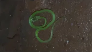                     دندنها