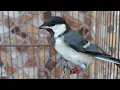 Download Lagu Suara Burung Glatik Batu Pikat Durasi Panjang | Masteran Gelatik Batu Wingko Gacor Untuk Mikat