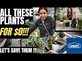 FREE PLANTS POTS FROM LOWE S How did this happen LETS RESCUE THIS PLANTS