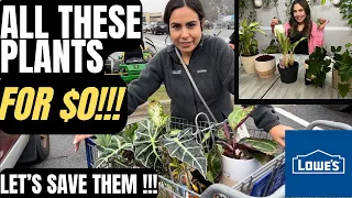 FREE PLANTS POTS FROM LOWE S How did this happen LETS RESCUE THIS PLANTS
