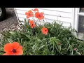 All about Corn Poppies history how to grow and care for