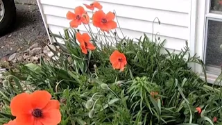 All about Corn Poppies history how to grow and care for