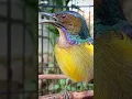 Download Lagu kolibri kelapa | korlap metalik gacor #kicaumania #burungkolibri #birds