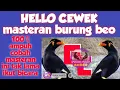 Download Lagu masteran burung beo mp3 100% ampuh.  HELLO CEWEK