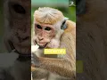 What Do Monkeys Eat Monkeys Life Amazing Animals