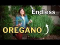 OREGANO GROWING GUIDE From Transplant to Endless Harvest