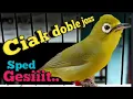 Download Lagu SUARA CIAK DOBLE JOSS KECIAL KUNING SUPER GESIT | SEKALI PANCING BIKIN EMOSI IKUT GACOR NGEJOS