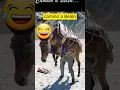 Download Lagu Burrito Sabanero Cumbia 🌟🐴