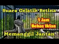 Download Lagu Suara gelatik batu betina memanggil jantan || Ampuh untuk memancing bunyi gelatik batu