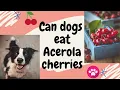 Can dogs eat Acerola cherry Does Acerola cherries benefits dog s health Is Acerola good for dog