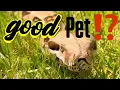 Download Lagu Do Boas Make Good Pets?