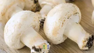 huduma ya kwanza mimea yenye sumu