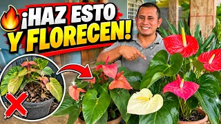 🌺 ¡ANTURIOS LLENOS DE FLORES! 5 Secretos para Cuidarlos y Hacerlos Florecer