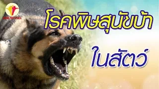อาการของโรคพิษสุนัขบ้าในสัตว์เลี้ยง มีกี่ระยะ และแต่ละระยะมีลักษณะอย่างไร