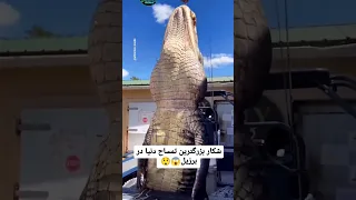 بزرگترین تمساح جهان در برزیل شکار شد تمساح 