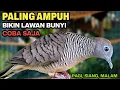 Download Lagu Perkutut Lokal Gacor Suara Paling Ampuh Untuk Pancingan Burung Perkutut Agar Bunyi.
