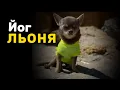 Download Lagu Льоня йог