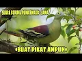 Download Lagu SUARA BURUNG PUNAI/WALIK JAWA•√BUAT PIKAT√•