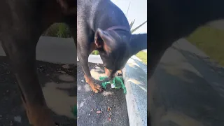 #Fyp #fypシ #pets #doberman #vlog
