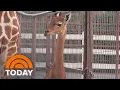 Rare spot-less giraffe born at Tennessee zoo Help name her