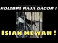 Download Lagu Masteran Kolibri Raja/King Konin Gacor ! !