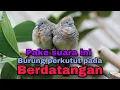 Download Lagu Pikat perkutut jitu auto di serang abis abisan