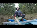 Download Lagu MỘT NGÀY LÀM VƯỜN CHĂM CÂY CÙNG ÚT LỤC BÌNH VÀ BỮA CHIỀU BẮP CHUỐI NẤU ẾCH