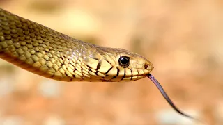 घर मे रखे कबाड़ ने घुसकर बैठा था ये घोड़ा पछाड़ सांप Indian Rat Snake Rescue 