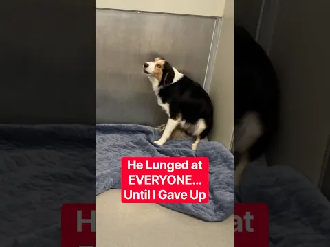 He Lunged at EVERYONE…Until I Gave Up