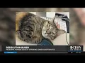 Pasadena Humane Society SPCA Drop Adoption Fees To 20
