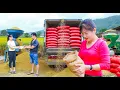 Download Lagu 365 Days Harvesting \u0026 Drying 1000kg Rice | Cleaning \u0026 Selling Bags by Truck
