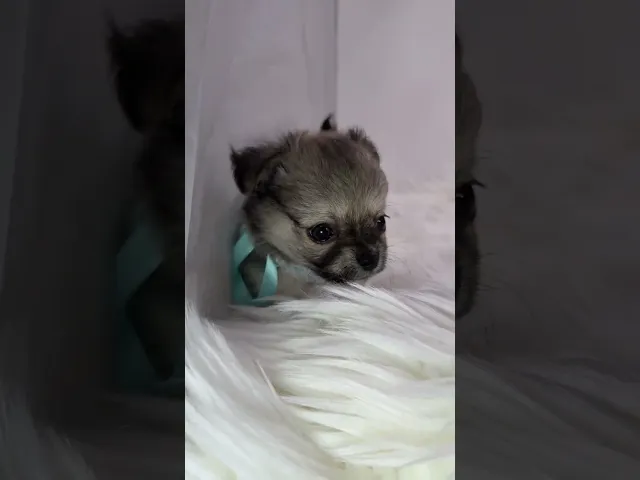 動画