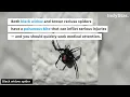 Scary pests and spiders in Indiana