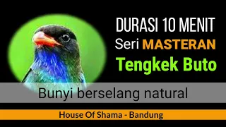 seri masteran tengkek buto jeda natural 