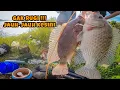 Download Lagu GAK RUGI‼️JAUH-JAUH MANCING IKAN NILA DAPATNYA BABON-BABON || mancing ikan nila di waduk Saradan