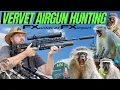 Download Lagu VERVET MONKEY AIR GUN HUNTING I FX IMPACT M3 AIR GUN HUNTING I GREY MENACE AIR GUN HUNTING