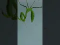 Download Lagu A praying mantis sheds its skin completely
