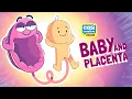 Baby and Placenta
