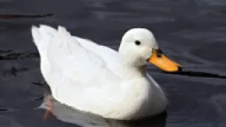 يابطة ياسمينه  يابطة ياسمينه