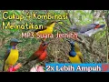 Download Lagu Cukup 4 Kombinasi Suara Pikat Ini 2x Lebih Ampuhh💯