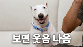 순수 외모 체급으로 웃겨주는 강아지 | 견종백과 불테리어편