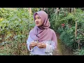 Download Lagu DERITA NIKAH BEDA USIA.! JANDA DESA CANTIK HIDUP SENDIRIAN DI RUMAH TERPENCIL DEKAT HUTAN