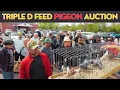 Pigeon Auctions Real Prices Birds Triple D Feed 2023
