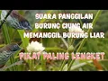 suara pikat burung ciung air, memanggil yang liar