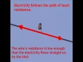Download Lagu Birds on a Wire - Electricity: Facts \u0026 Myths