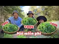 Download Lagu Thu Hoạch Loại Rau Dại Có Giá Trị Kinh Tế Cao | Cuộc Sống Nông Thôn