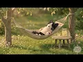 Sunshine a Hammock Nap Cozy Morning Ambience in Tide Tails Cove